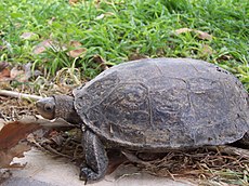 Caspian Turtle.jpg