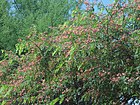 Cassia roxburghii (Red Cassia) at HSL Wetland Eco Region 02.JPG
