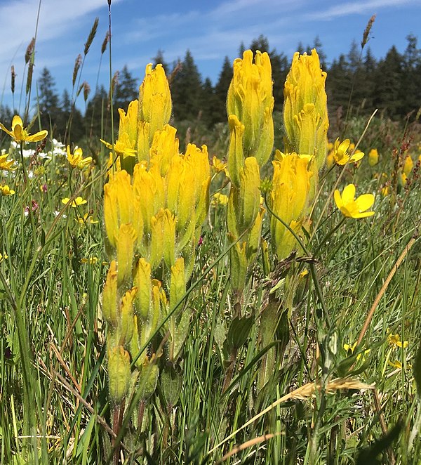 Bright yellow bracts of Castilleja levisecta are more tightly pressed against the stem than bracts of other Castilleja species.