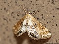 Cataclysta lemnata (Linnaeus, 1758)