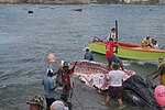 Miniatura para Caza de ballenas