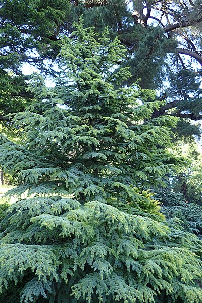 File:Cedrus libani subsp. atlantica 'Aurea' 02.jpg