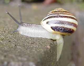 <i>Cepaea</i> genus of molluscs