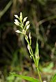 Cephalanthera alpicola