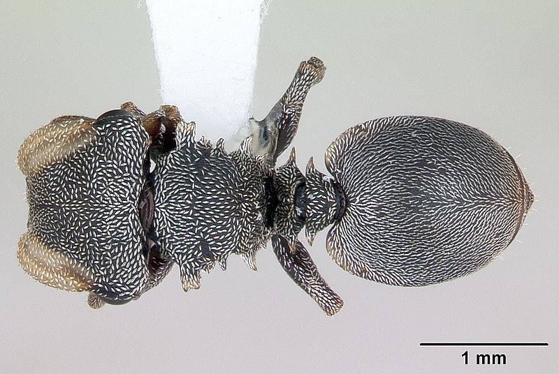 File:Cephalotes depressus casent0173671 dorsal 1.jpg