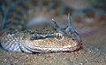 March 7: The viper Cerastes gasperettii with horns.