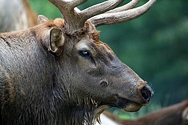 Elk