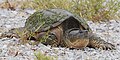 Chelydra serpentina Snapping Turtle (34974955286).jpg