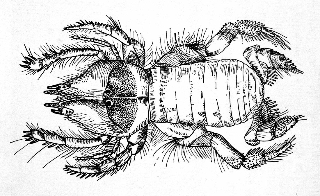 Hexisopodidae