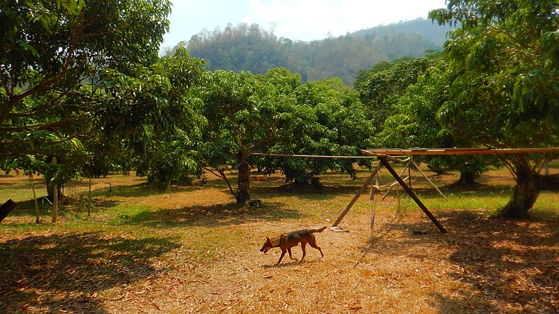 File:Chiang Mai, 2016 april - panoramio - Roma Neus (92).jpg