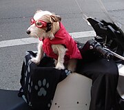 petit chien blanc avec des lunettes sur un deux-roues