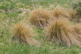 Chionochloa rubra