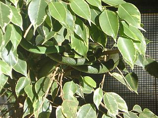 <i>Chironius bicarinatus</i> Species of snake