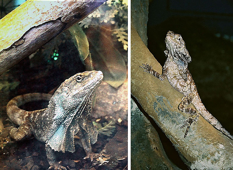 File:Chlamydosaurus kingii, the Frilled Lizard (13075035234).jpg