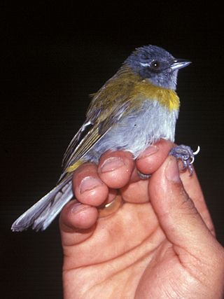 <span class="mw-page-title-main">Ashy-throated bush tanager</span> Species of bird