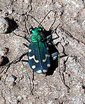 Thumbnail for Cicindela oregona