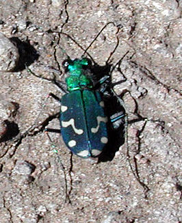 Cicindela oregona