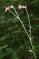 Cirsium hypoleucum inflorescence Turkey - Prov. Düzce ili