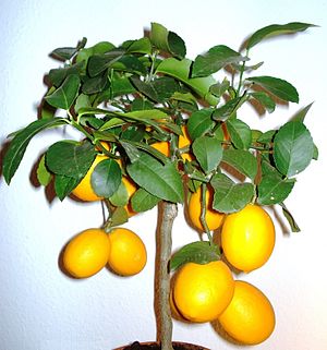 Meyer lemon (Citrus × meyeri)