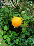 Kumquat or kumquat hybrid