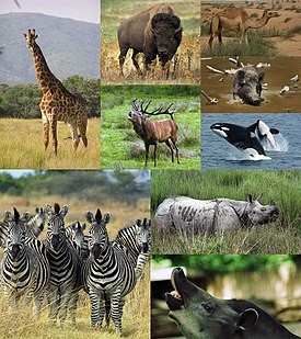 Сверху: китопарнокопытные. 1-й столбец: жираф; 2-й столбец: бизон, благородный олень; 3-й столбец: одногорбый верблюд, кабан, косатки. Снизу: непарнокопытные. 1-й столбец: бурчелловы зебры; 2-й столбец: индийский носорог, равнинный тапир.