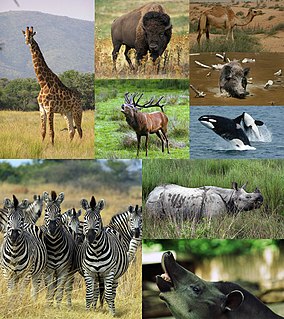 Ungulate Group of animals that use the tips of their toes or hooves to walk on