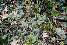 Cladonia subtenuis Cladonia subtenuis (EU).jpg