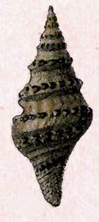 <i>Clavatula virgineus</i> species of mollusc