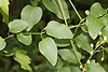 Clematis terniflora (leaf).jpg