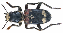 Clerus mutillarius Fabricius, 1775 (15600811233) .png