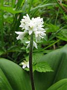 Clintonia udensis - единственный вид Clintonia, произрастающий в Азии.