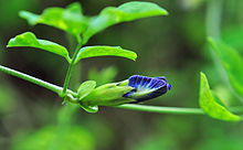 Clitoria ternatea flower bud