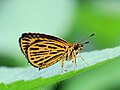 * Nomination Ampittia subvittatus (Moore, 1878) - Tiger Hopper. By User:Atanu Bose Photography --Bodhisattwa 06:51, 12 January 2023 (UTC) * Promotion  Support Good quality. --C messier 19:34, 19 January 2023 (UTC)