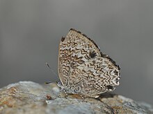 Close wing position of Female of Poritia hewitsoni Moore, 1865 – Common Gem WLB DSC 0056 (13).jpg