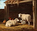 Sheep and chickens, by C. M. Clowes, no date