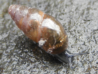 Cochlicopidae monotypic family of molluscs