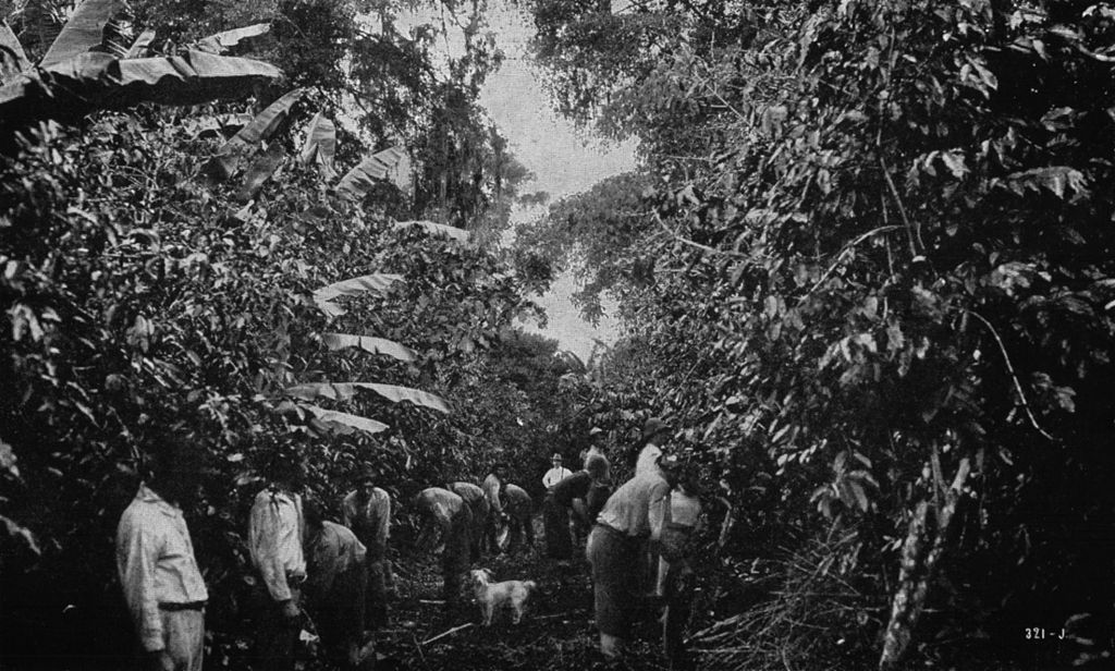 Costa Rican Plantation, Syphon Filter Wiki