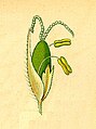 Coleanthus subtilis