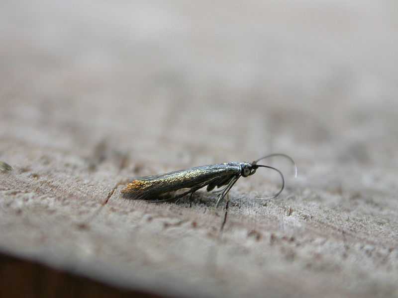 File:Coleophora ?frischella (2941370086).jpg