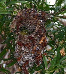 Female in nest Collared Sunbird (Hedydipna collaris) female on nest ... (30429792623).jpg