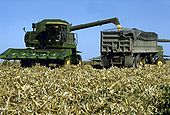 Combine-harvesting-corn.jpg