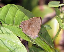 Oddiy Acacia Blue, Surendra quercetorum (7171724868) .jpg