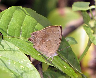 <i>Surendra quercetorum</i> Species of butterfly