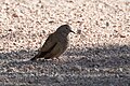 Common Ground-Dove Leslie Canyon NWR Douglas AZ 2017-10-15 09-31-49 (37709651702).jpg