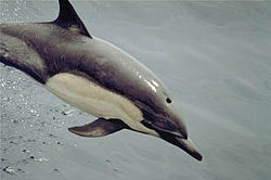 Kortnæbbet almindelig delfin (D. delphis)
