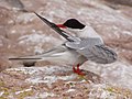 Common tern preening (4188099002).jpg