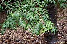 Conifer - The black kauri or blue kauri, - Agathis atropurpurea (16082593546).jpg