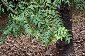 Descrizione della conifera - Il kauri nero o kauri blu, - Agathis atropurpurea (16082593546) .jpg immagine.