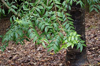 <i>Agathis atropurpurea</i> Species of conifer in the family Araucariaceae endemic to Queensland, Australia