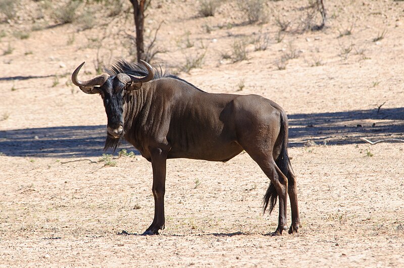 File:Connochaetes taurinus -Kruger National Park-8b.jpg